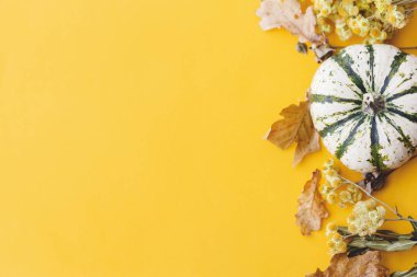 Sonbahar yatağı. Şık çizgili balkabağı, sonbahar çiçekleri, yapraklar, sarı arka planda böğürtlen. Metin için alanı olan modern asgari düşüş kompozisyonu. Mutlu Şükran Günleri ve Cadılar Bayramı kartı