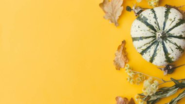 Şükran Günü yatıyordu. Metin için yeri olan modern asgari sonbahar afişi. Şık çizgili balkabağı, sonbahar çiçekleri, yapraklar, sarı arka planda böğürtlen. Mutlu Şükran Günleri ve Cadılar Bayramı kartı