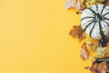 Şükran Günü yatıyordu. Şık çizgili balkabağı, sonbahar çiçekleri, yapraklar, sarı arka planda böğürtlen. Metin için alan ile modern sonbahar sınırı. Mutlu Şükran Günleri ve Cadılar Bayramı kartı