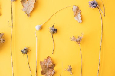 Sonbahar kurutulmuş bitkiler sarı arka planda düzdü. Modern yaratıcı sonbahar kartı. En az düşen kır çiçekleri ve bitki örtüsü. Mutlu Şükran Günleri ve Cadılar Bayramı kartı