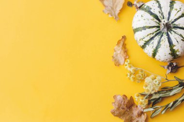 Sonbahar yatağı. Şık çizgili balkabağı, sonbahar çiçekleri, yapraklar, sarı arka planda böğürtlen. Metin için alanı olan modern asgari düşüş kompozisyonu. Mutlu Şükran Günleri ve Cadılar Bayramı kartı