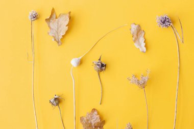 Sonbahar kurutulmuş bitkiler. Sonbahar bitkilerinin düzlüğü sarı arka planda yatıyordu. Modern yaratıcı sonbahar kartı. Mutlu Şükran Günü ve Cadılar Bayramı