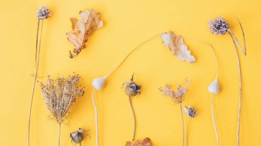 Sonbahar bitkileri düzdü. Kuru otları en az sarı arka planda bırakın. Modern yaratıcı sonbahar kartı. Mutlu Şükran Günü ve Cadılar Bayramı