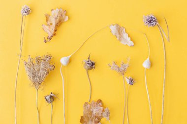 Sonbahar kurutulmuş bitkiler sarı arka planda düzdü. Modern yaratıcı sonbahar kartı. En az düşen kır çiçekleri ve bitki örtüsü. Mutlu Şükran Günleri ve Cadılar Bayramı kartı