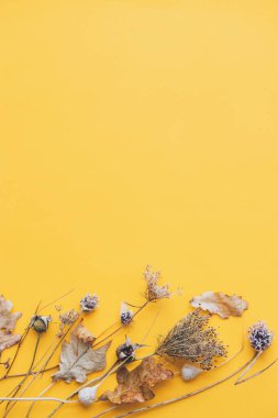 Sonbahar kuru otları sarı arka planda yatıyordu. Modern yaratıcı sonbahar kartı. Mesaj için yer var. Mutlu Şükran Günü ve Cadılar Bayramı