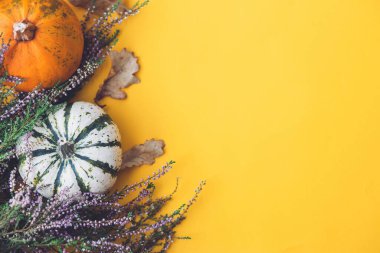 Şükran Günü yatıyordu. Sarı arka planda şık balkabakları ve fundalık. Metin için alan ile modern sonbahar sınırı. Mutlu Şükran Günleri ve Cadılar Bayramı kartı