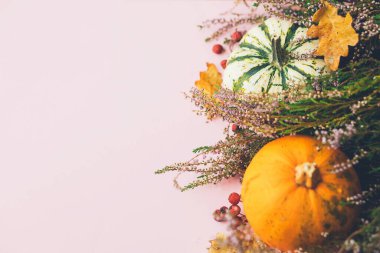 Sonbahar yatağı. Şık balkabakları, mor yıldız çiçekleri, pembe arka planda yapraklar ve fundalık. Metin için alan ile modern sonbahar sınırı. Mutlu Şükran Günleri ve Cadılar Bayramı kartı