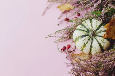 Sonbahar yatağı. Şık çizgili balkabağı, sonbahar yaprakları ve pembe arka planda fundalık. Metin için modern sonbahar sınırı. Mutlu Şükran Günleri ve Cadılar Bayramı kartı