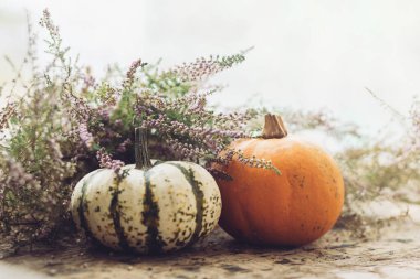 Şık balkabakları ve sonbahar fundalığı kırsal eski ahşap arka planda ışıkta pencerenin önünde. Metin için alan ile kırsal kompozisyonu düşür. Mutlu Şükran Günleri ve Cadılar Bayramı. Atmosferik resim