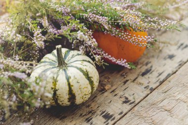 Şık balkabakları ve sonbahar fundalığı kırsal eski ahşap arka planda ışıkta pencerenin önünde. Metin için alan ile kırsal kompozisyonu düşür. Mutlu Şükran Günleri ve Cadılar Bayramı. Kırsalda sonbahar