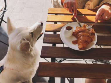Süslü bir kadın, kafeterya terasında sevimli köpeğiyle birlikte ahşap masada karamel ile lezzetli kruvasan yiyor. Sabah kahvaltısında bir aile. Komik bir an. Köpekli bir kadın kruvasan yiyor.