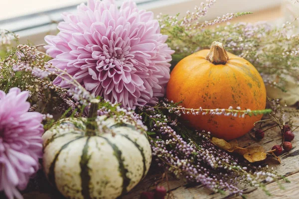 Feliz Día Acción Gracias Elegantes Calabazas Flores Dalias Púrpuras Brezo — Foto de Stock