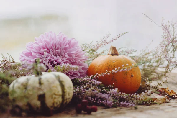 Elegantes Calabazas Flores Dalias Púrpuras Brezo Sobre Fondo Rústico Madera — Foto de Stock