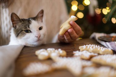 Şirin kedi, Noel kurabiyelerine bakıyor. Kırsal masada Noel ağacı ışıklarına karşı şeker jöleli kurabiyeler. Holiday Family geleneği. Tuhaf komik kedi.