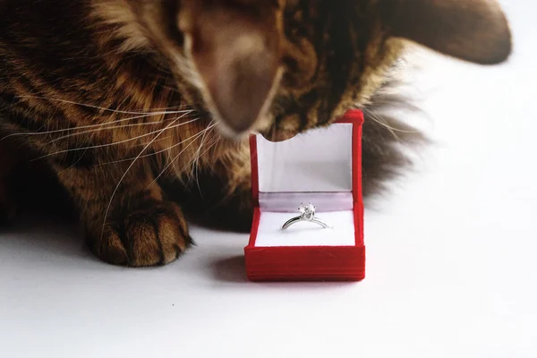 Niedliche Katze mit Ring — Stockfoto