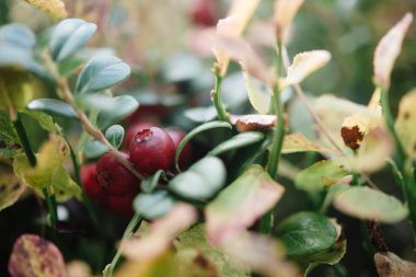 Kırmızı doğal meyveler