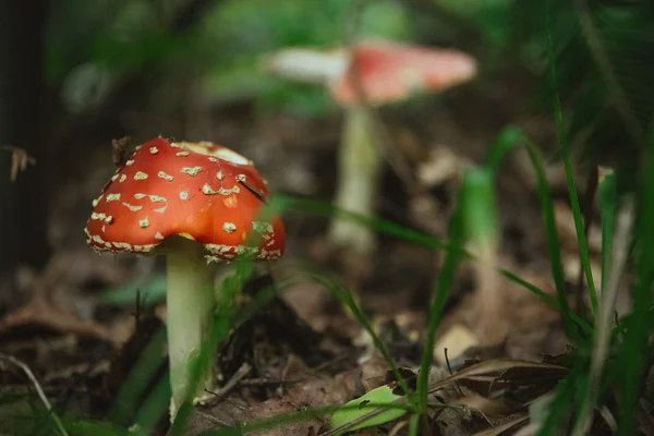 Piękny naturalny czerwonych grzybów — Zdjęcie stockowe