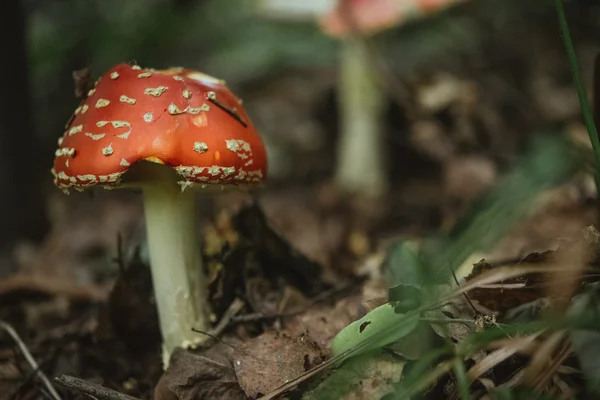 Belos cogumelos vermelhos naturais — Fotografia de Stock