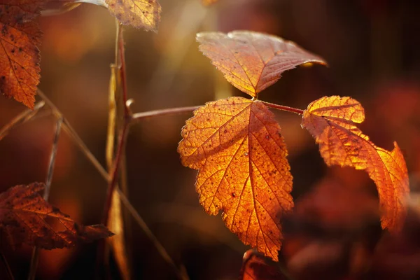 Niesamowite żółty jesienny liść — Zdjęcie stockowe