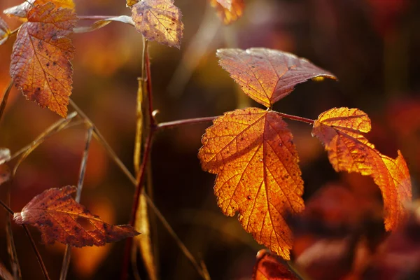 令人惊异的黄色的秋天叶子 — 图库照片