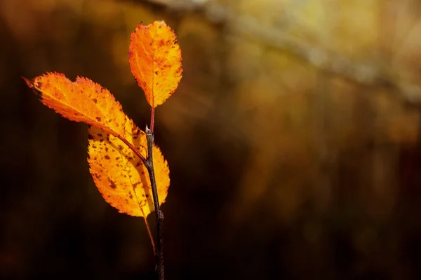 Niesamowite żółty jesienny liść — Zdjęcie stockowe