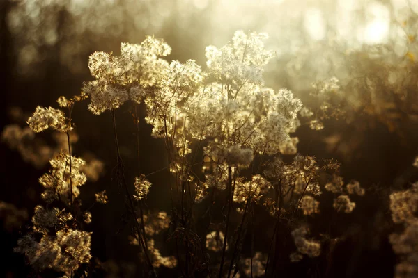 Incroyables herbes blanches et brunes — Photo