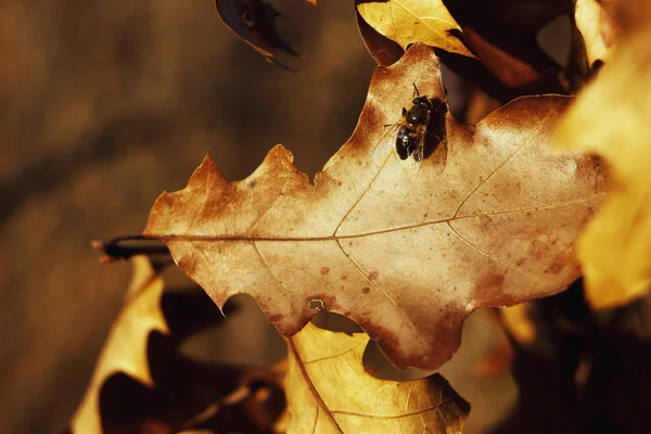 Jesienią liście dębu — Zdjęcie stockowe