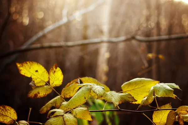 Amarelo e verde Folhas de outono — Fotografia de Stock