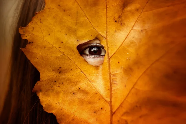 Oko patrząc przez żółty liść — Zdjęcie stockowe