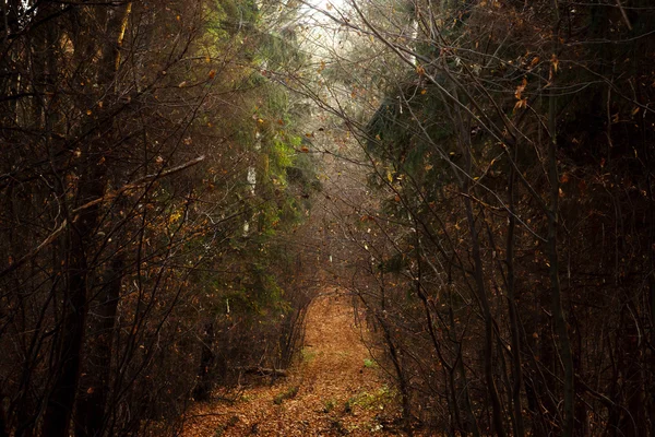 风景如画的雾蒙蒙的平静之路 — 图库照片