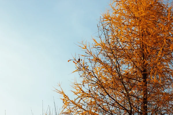 Piękne żółte jesienne drzewo — Zdjęcie stockowe