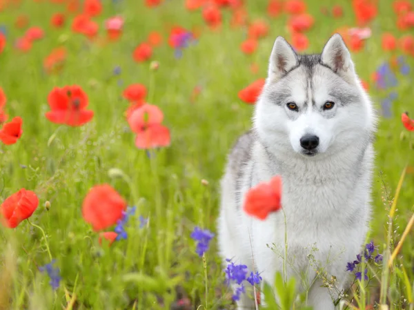 Siberian Husky Portrait — Stockfoto