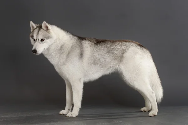 Σιβηρία σκύλος χάσκεϋ πορτρέτο — Φωτογραφία Αρχείου