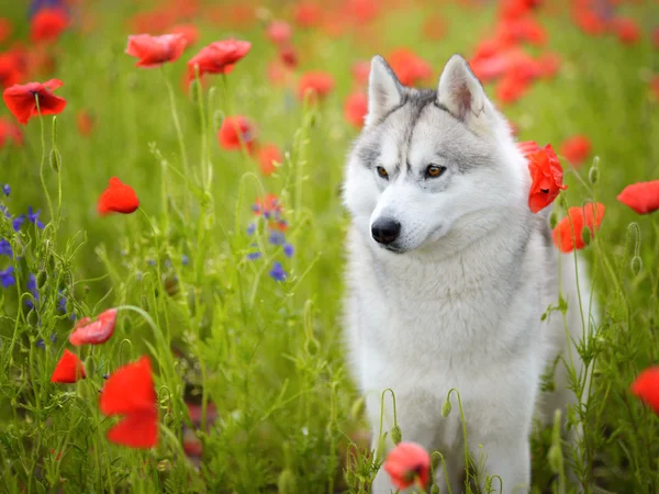 Siberian Husky portrait — Stock Photo, Image