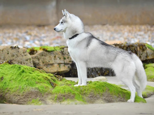 Szibériai husky portré Stock Kép