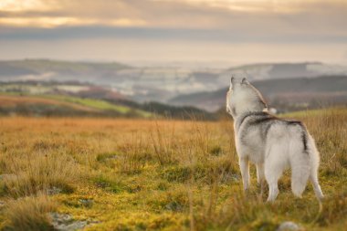 Siberian dış yapraklar portre