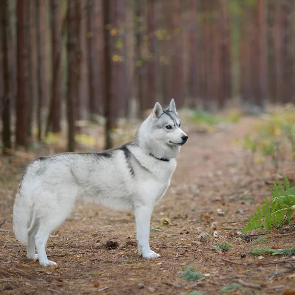 Szibériai husky portré — Stock Fotó