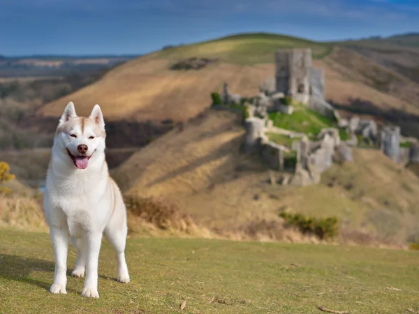 Portret Siberian husky — Zdjęcie stockowe