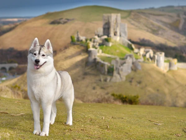 Retrato Husky siberiano — Fotografia de Stock