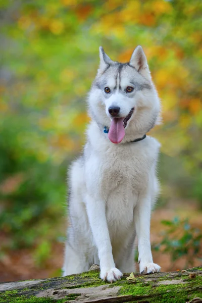 Szibériai husky portré Stock Kép