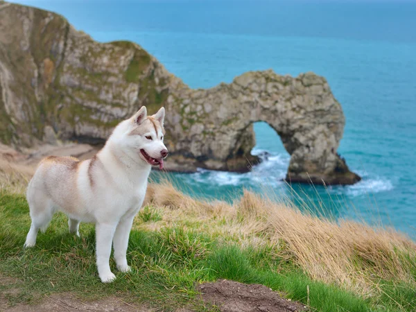 Szibériai husky portré Stock Kép