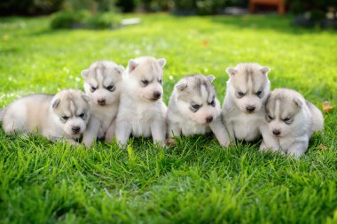 Huskiler