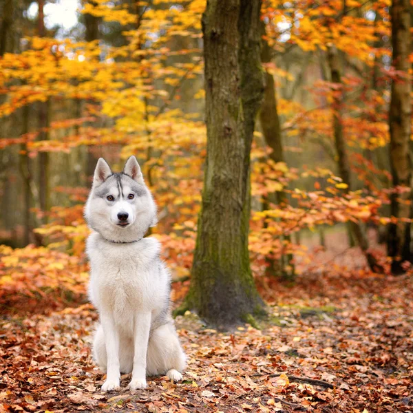 Siberian Husky — Stock Image Siberian Husky Stock Image