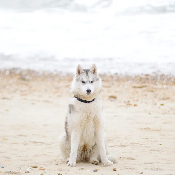 Szibériai husky — Stock Fotó