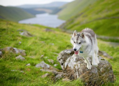 Siberian dış yapraklar