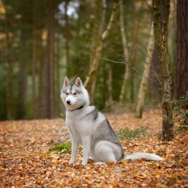 Siberian dış yapraklar