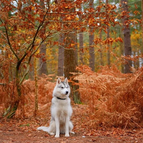 Siberian husky — Zdjęcie stockowe