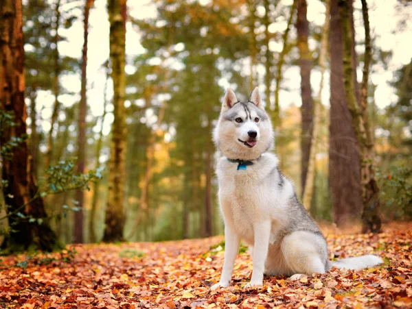 Zorro siberiano —  Fotos de Stock