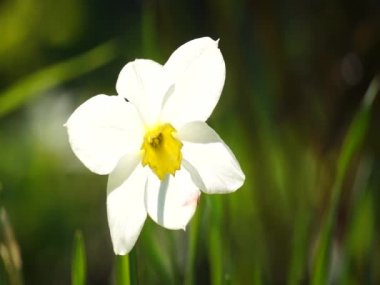 Rüzgarda sallanan parlak renkli çiçek