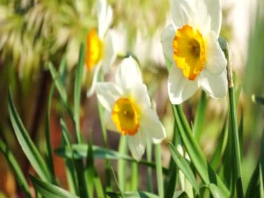 Rüzgarda sallanan parlak renkli çiçek